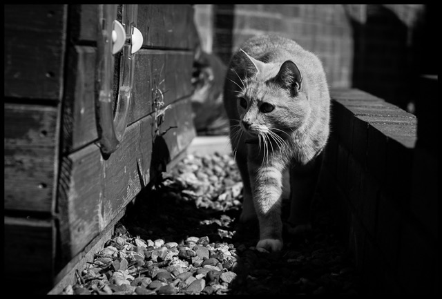 Cat On The Prowl.