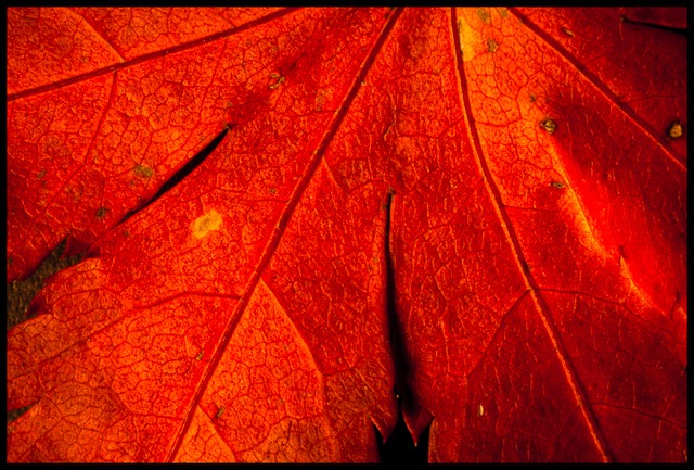 Autumn.