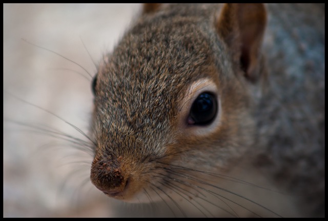 Squirrel.
