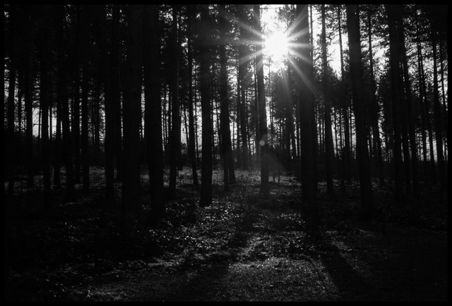 The dark forest.