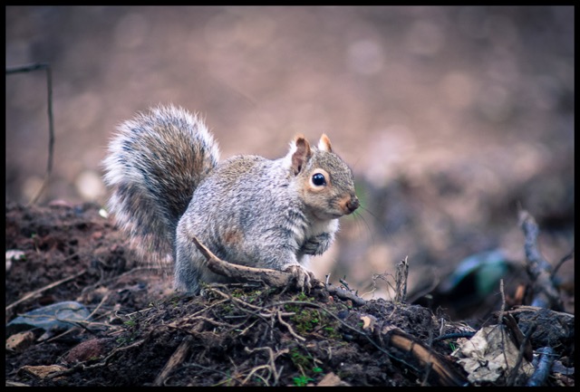 Grey Squirrel.