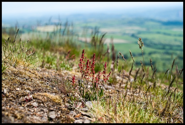 Summer on the Wrekin.