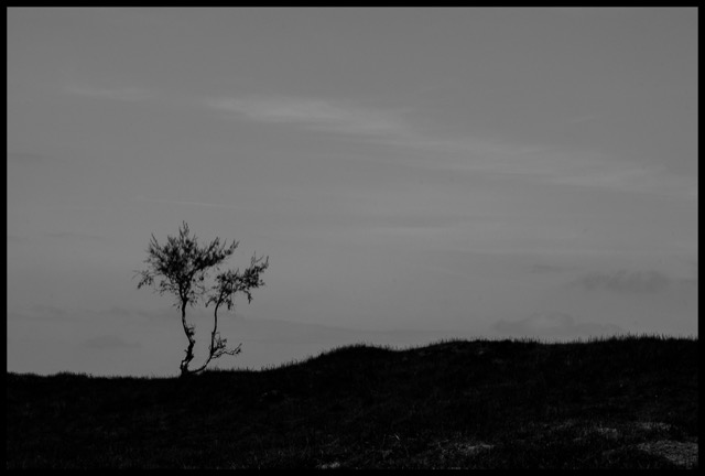 Lonely Tree.