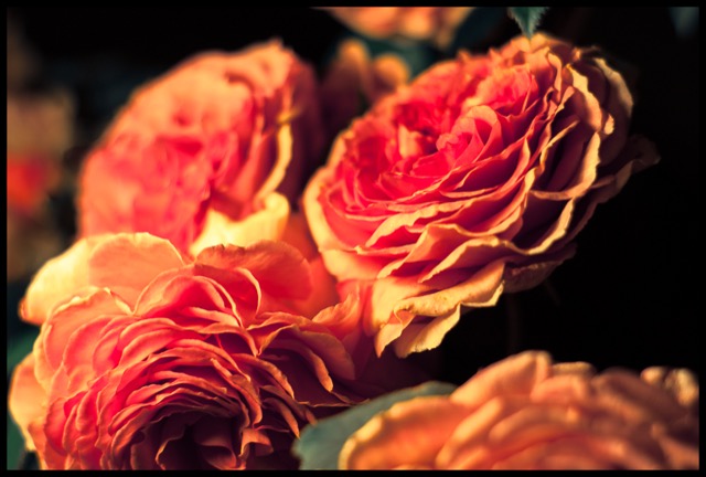 Rose from a rose.