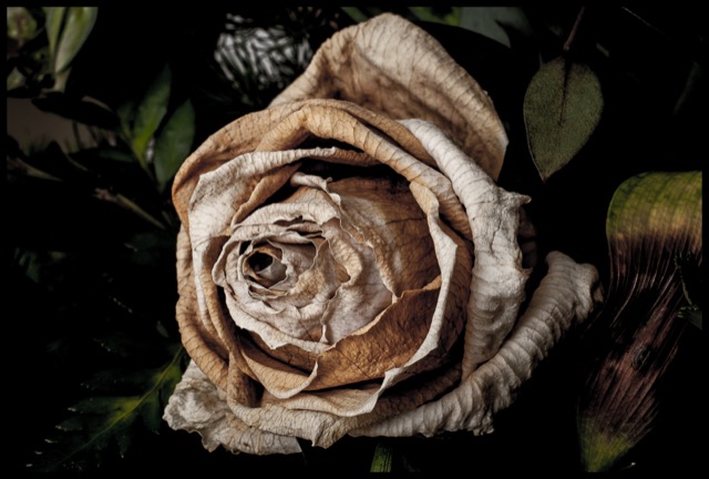 Fading Rose.
