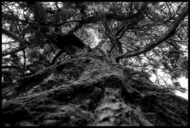 Branching out.