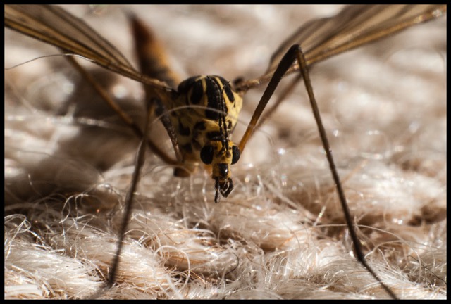 Crane Fly.
