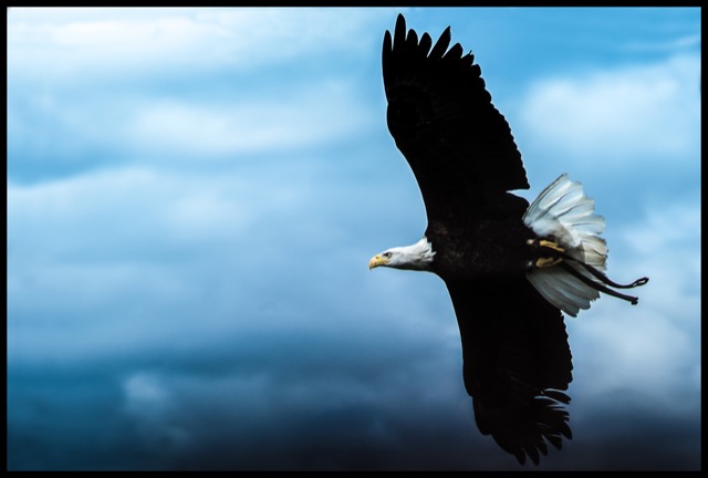Bald Eagle.