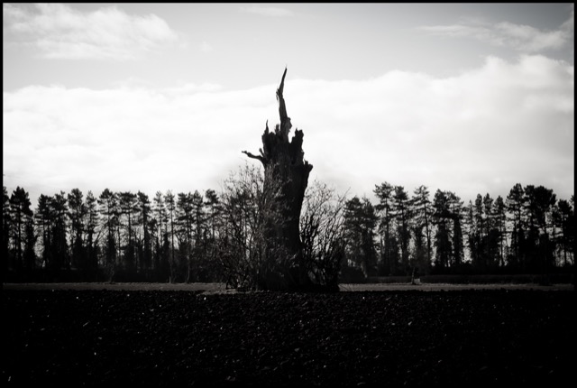 Black And White Landscape